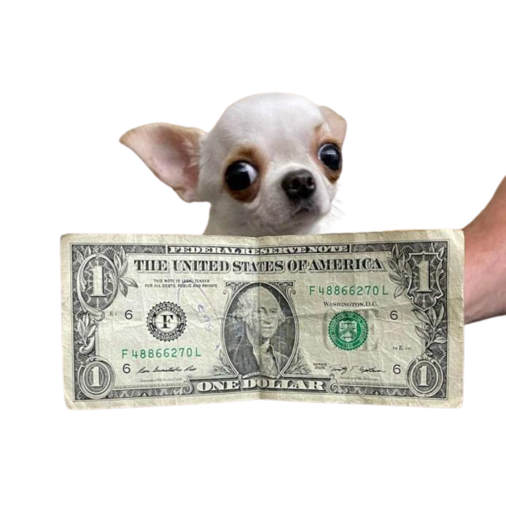 Chihuahua with money